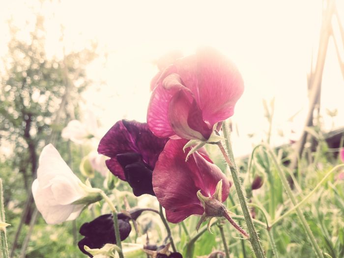 Sweet Pea success!