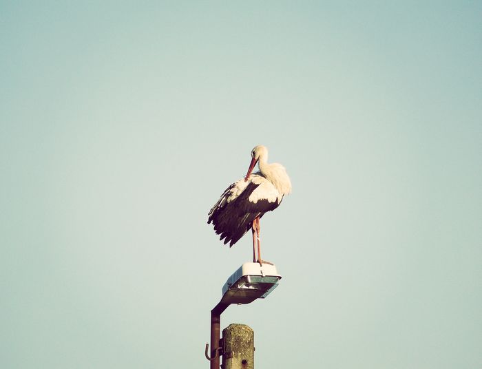 storks and pensive moods