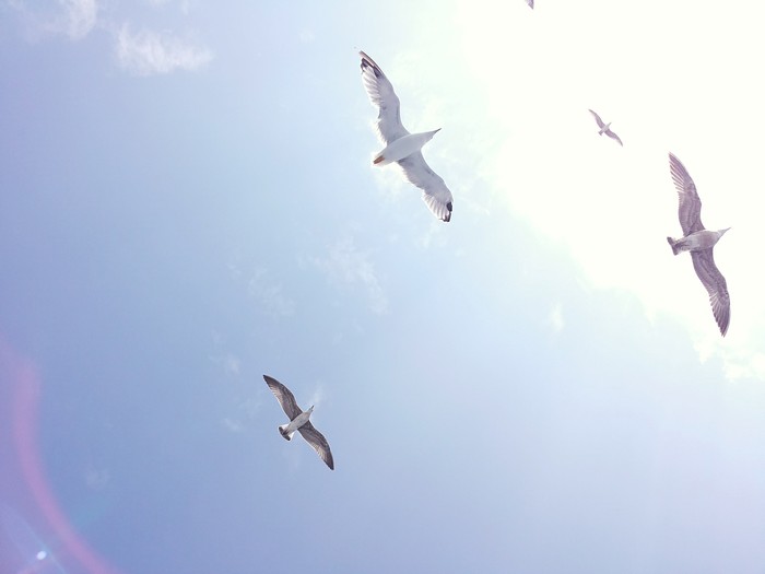 Cheeky gulls and sandy toes