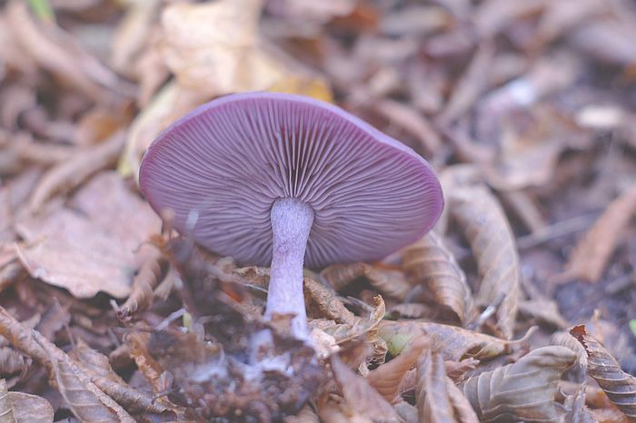 Amethyst Deceiver Amethyst Deceiver