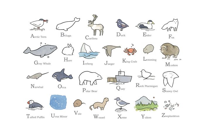 alphabet alphabet