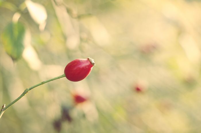 rosehips rosehips