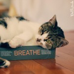 cat cat