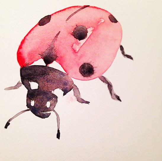 ladybug