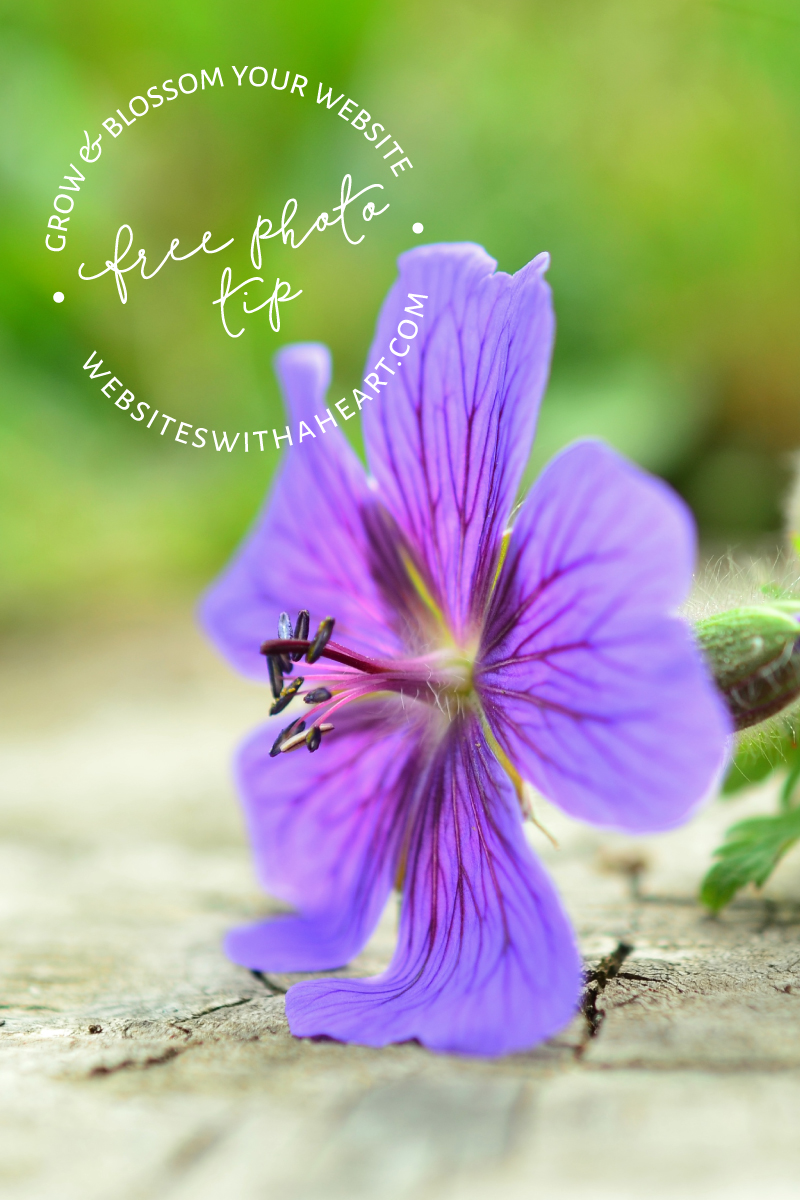 Free-Image - Bright Blue Cranesbill flower Free-Image - Bright Blue Cranesbill flower