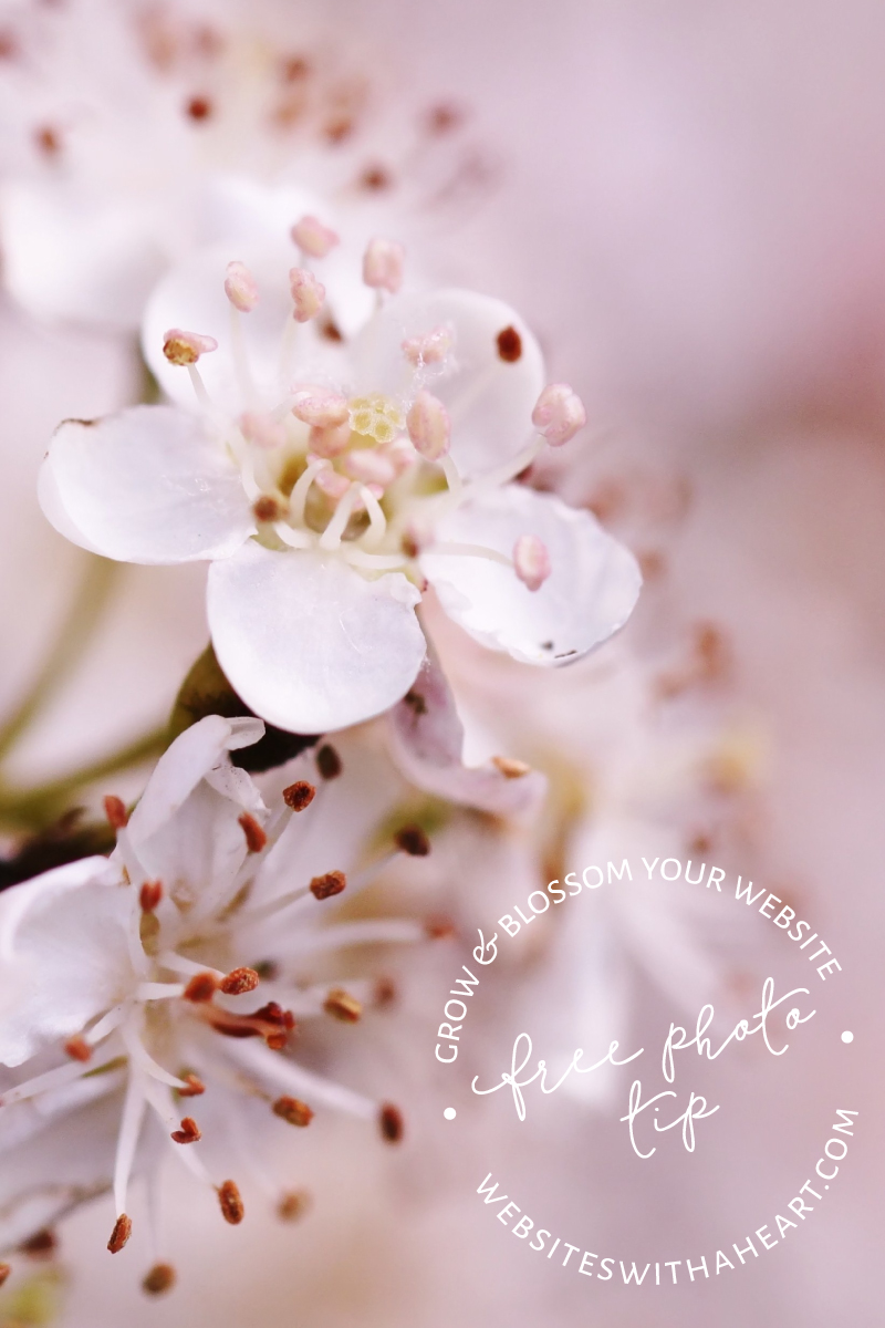 Free Image - Pastel-Blossom Free Image - Pastel-Blossom