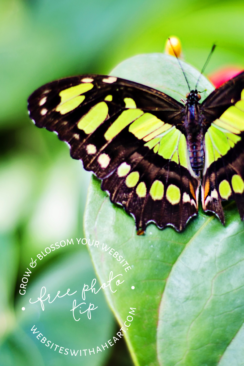 Free image - vivid green butterfly Free image - vivid green butterfly